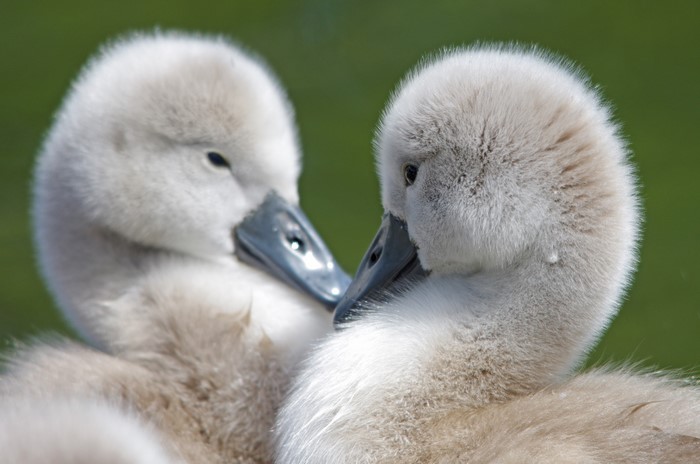 Two Swan Cubs Close Up