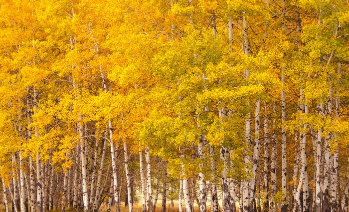 Aspen trees in autumn forest