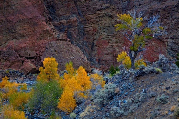 Autumn trees in a rocky canyon landscape