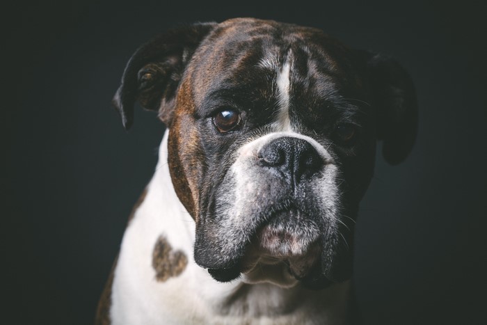 Boxer dog with brindle and white fur