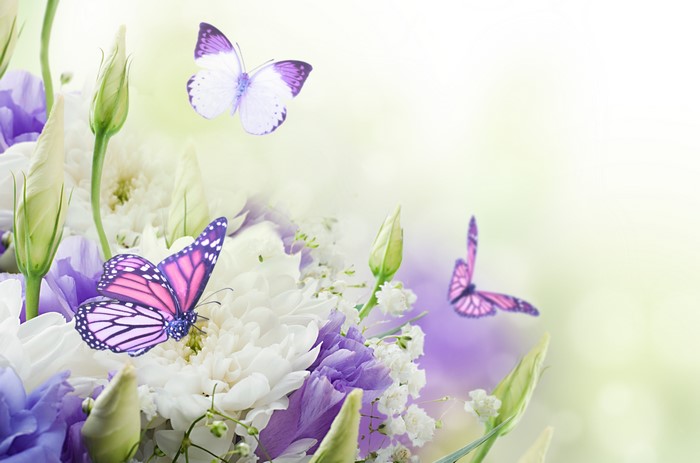 4K Butterflies and Chrysanthemums