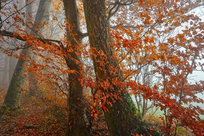 Autumn forest with fog and orange leaves