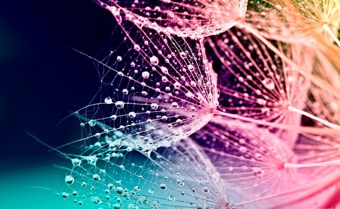 Macro shot of dandelion seeds with water droplets