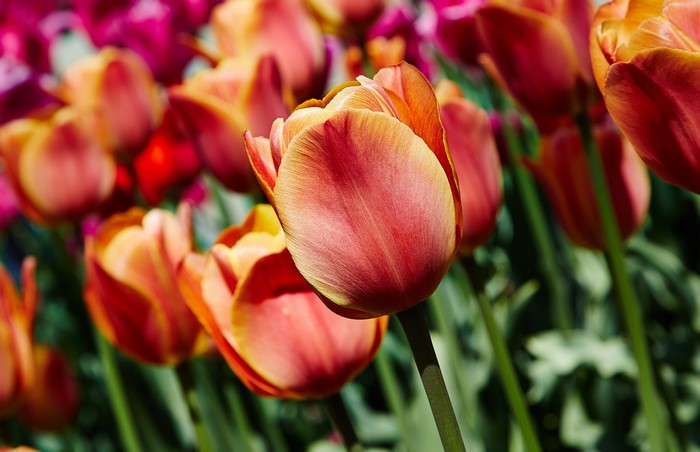 Close-up of orange and pink tulips