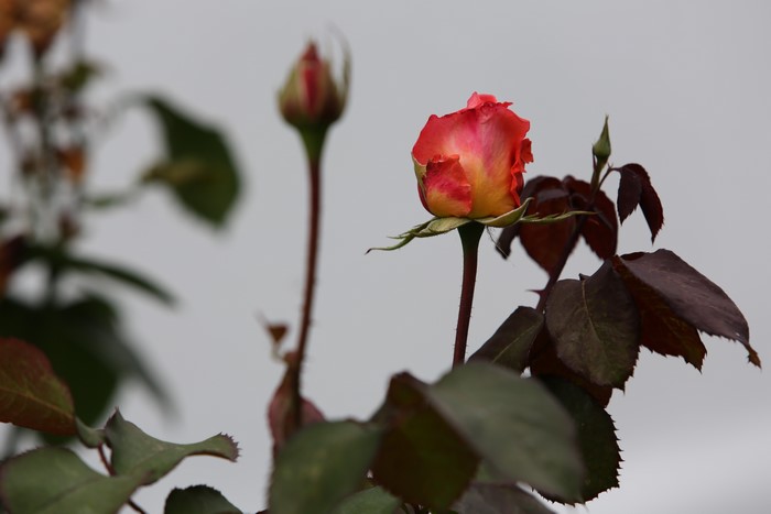 Two rose buds and foliage