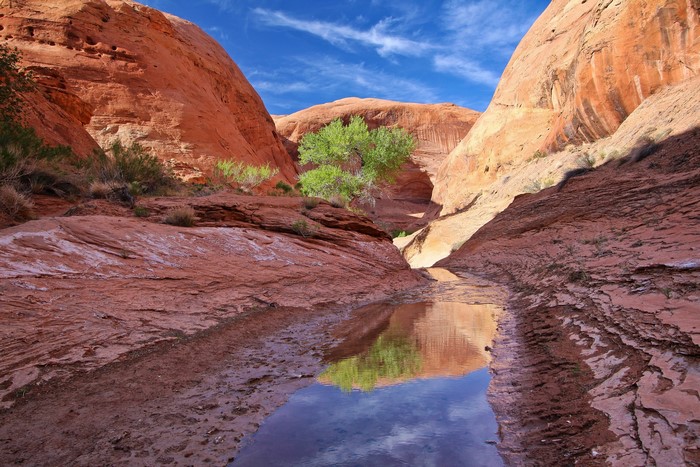 Canyon with a stream and a tree