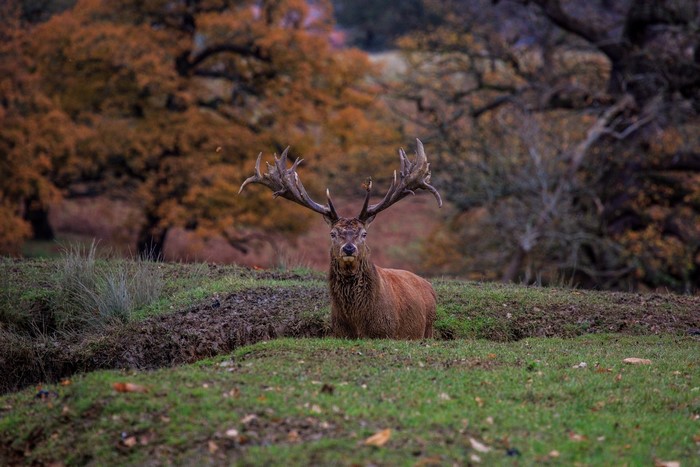 Majestic stag with large antlers in autumn forest