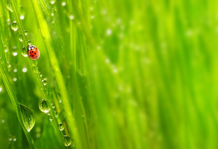 Ladybug on wet grass