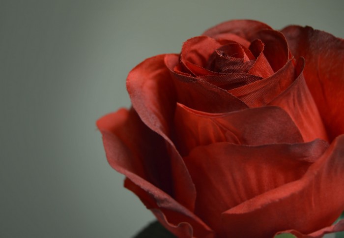 Close-up of a red rose