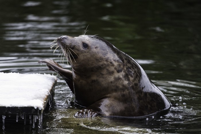 Seal on a snowy platform in water