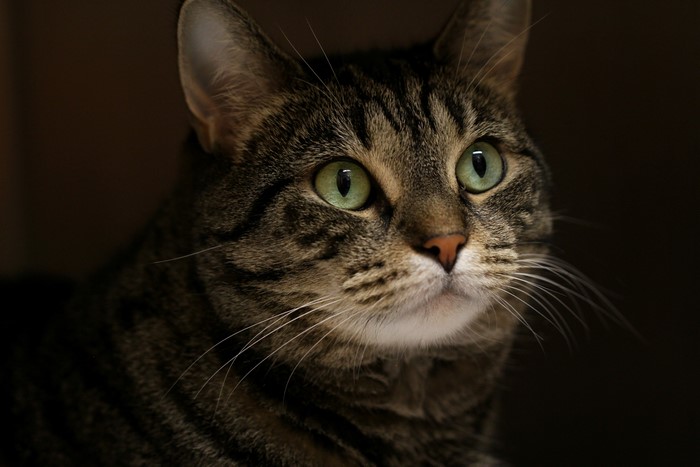 Close-up of a tabby cat's face