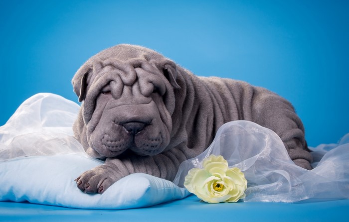 Grey Shar Pei puppy lying on a pillow