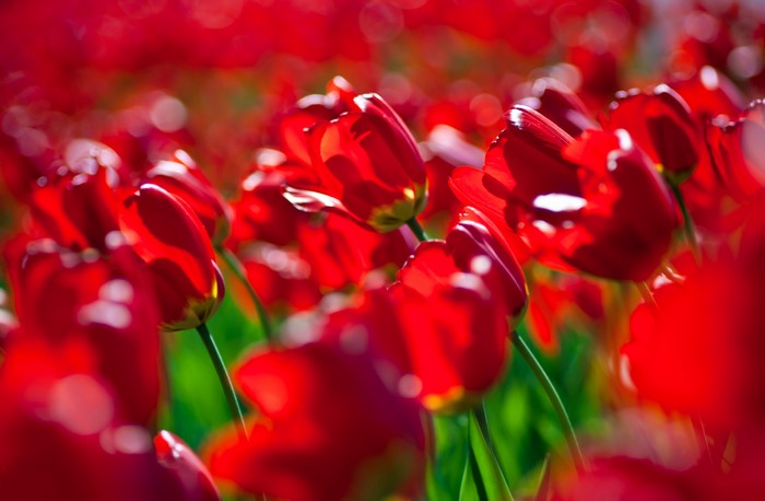 4K Red Tulips