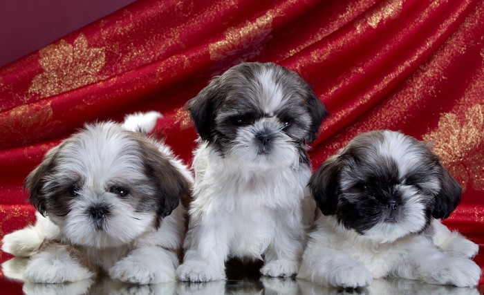 Three Shih Tzu puppies on a red background