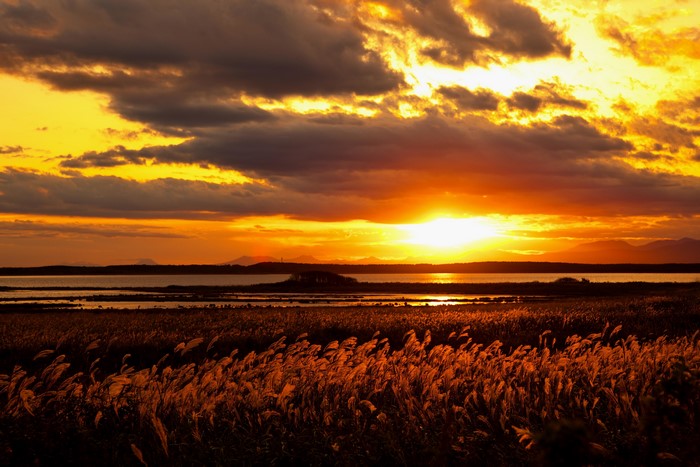 Sunset over a lake with reeds in the foreground