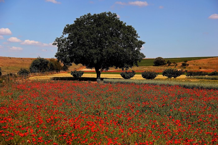 Field of red poppies with a large tree