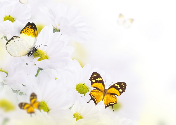 4K Chrysanthemums and Butterflies