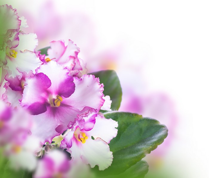 4K Violets