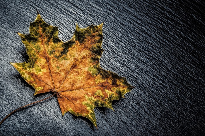 Autumn Maple Leaf on Dark Textured Surface