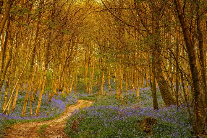 A winding path through a sunlit forest with bluebells