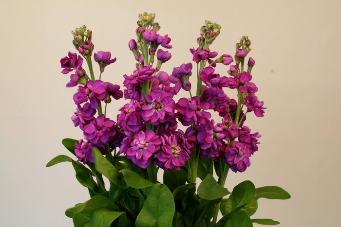 Purple Matthiola flowers with green leaves