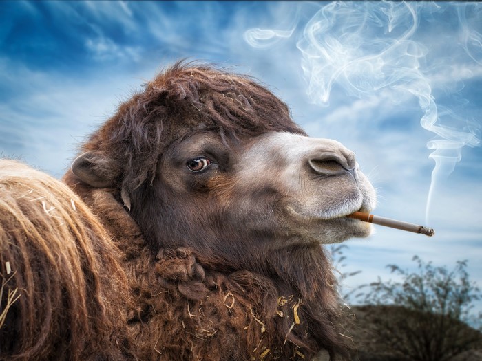 Camel smoking a cigarette with smoke and blue sky