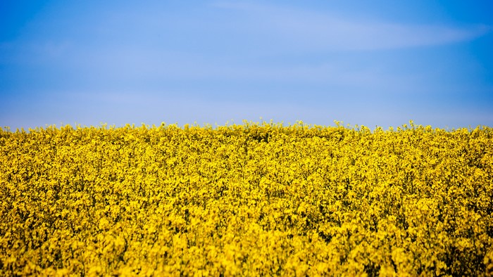 Field of yellow flowers under a blue sky
