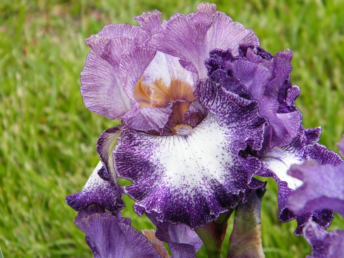 Purple and white iris flower