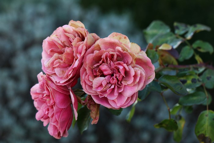 Three pink roses on a branch