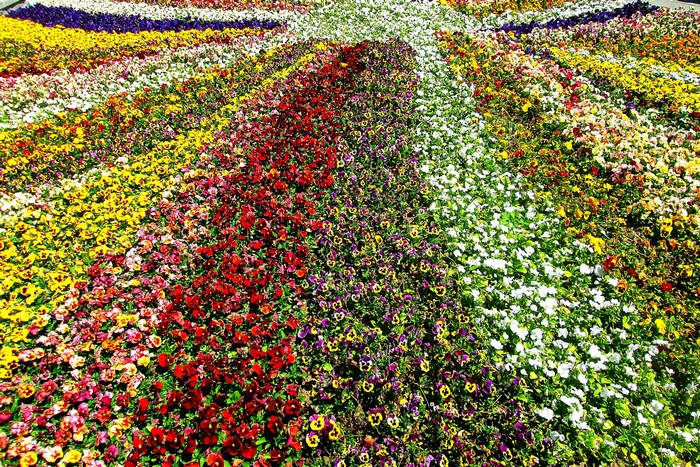 A field of colorful pansies in rows