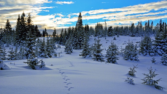 Winter Spruce Forest with Snow and Clouds