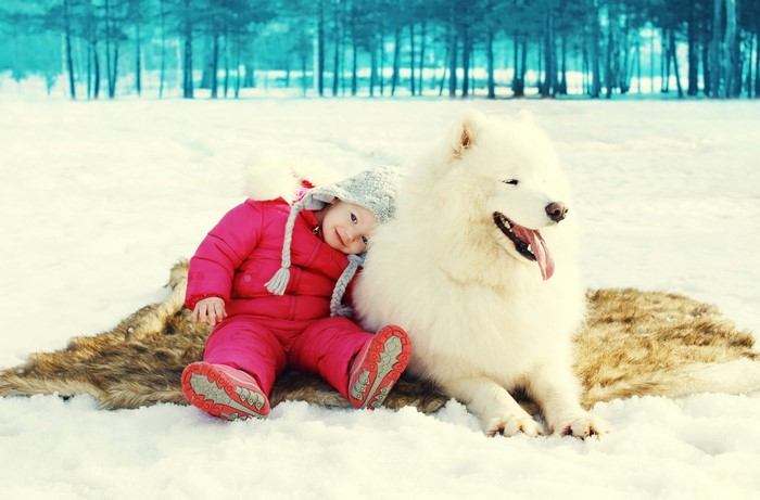 Girl and Samoyed dog in winter