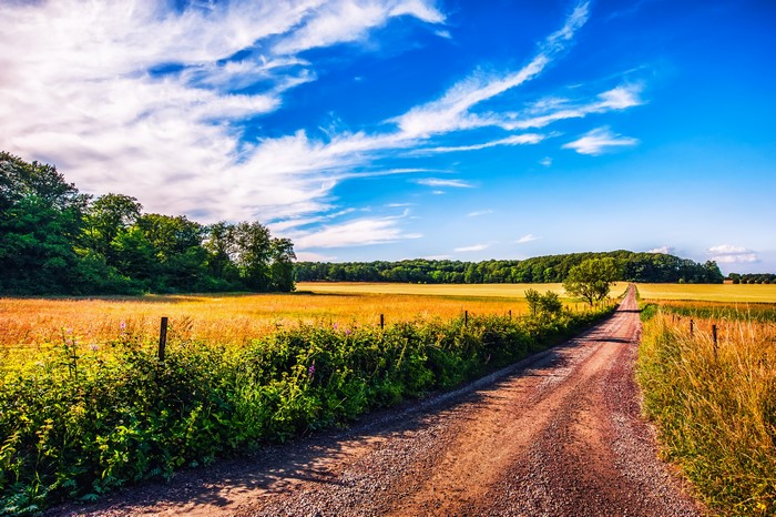 Dirt road through golden fields under a blue sky