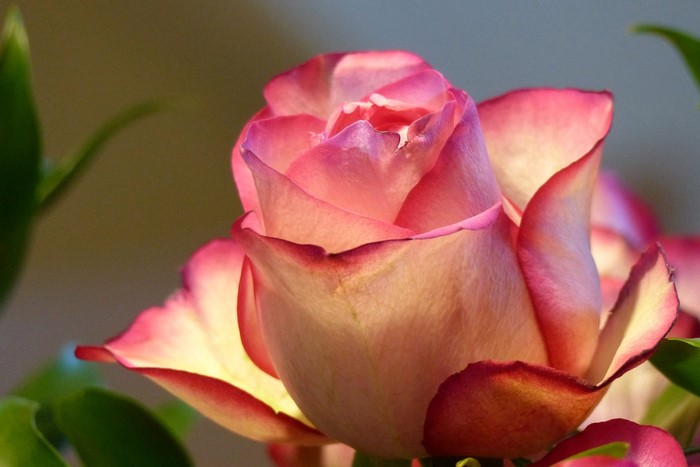 Close-up of a pink and yellow rose