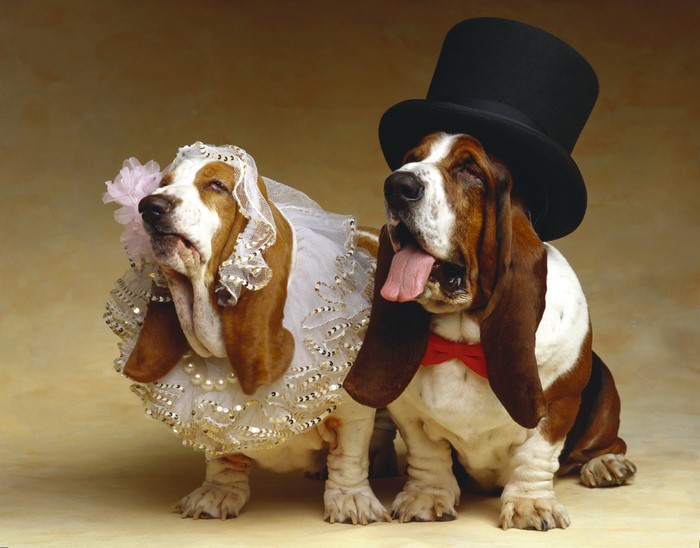 Two Basset Hounds dressed for a wedding