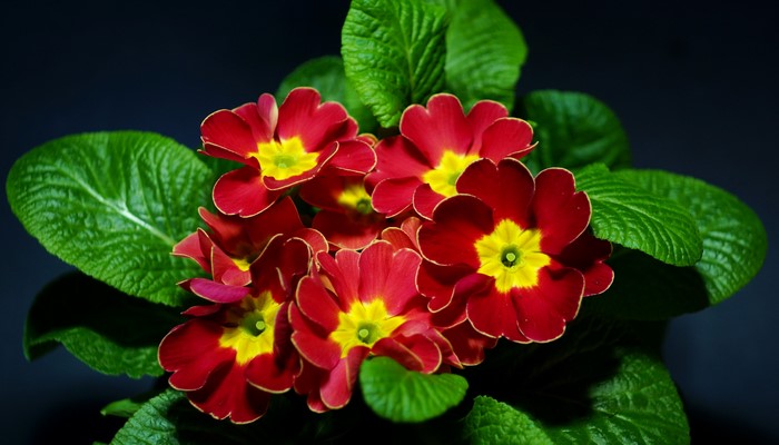 Red and yellow primula flowers with green foliage