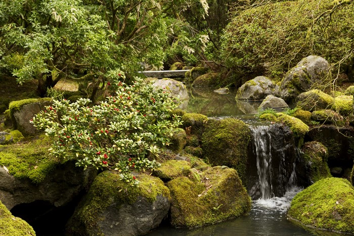 Mossy rocks and a small waterfall in a Japanese garden