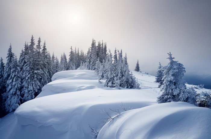 Snow-covered spruce trees on a rocky ridge
