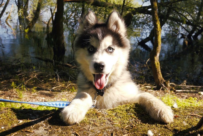 Husky puppy with blue eyes on a leash outdoors