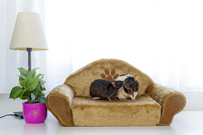 Two Rats on a Sofa with a Lamp