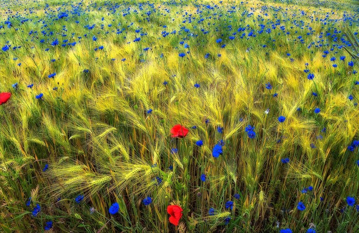 Field of wheat with poppies and cornflowers