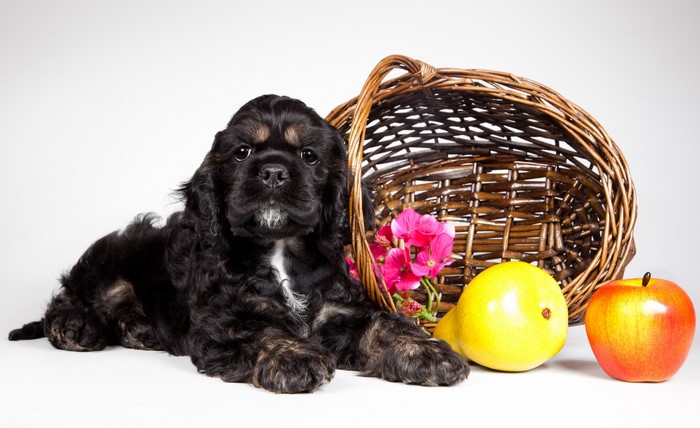Black Cocker Spaniel puppy with wicker basket and fruit