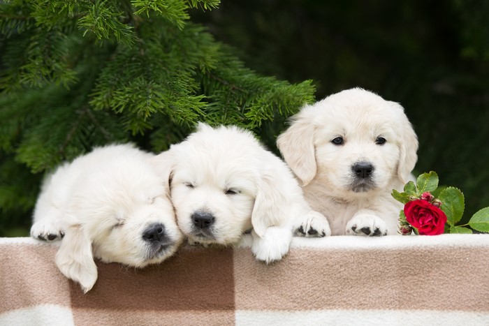 Three Golden Retriever Puppies with Roses