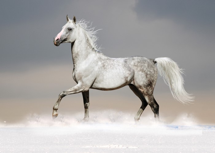 4K Arabian Horse Running in Snow