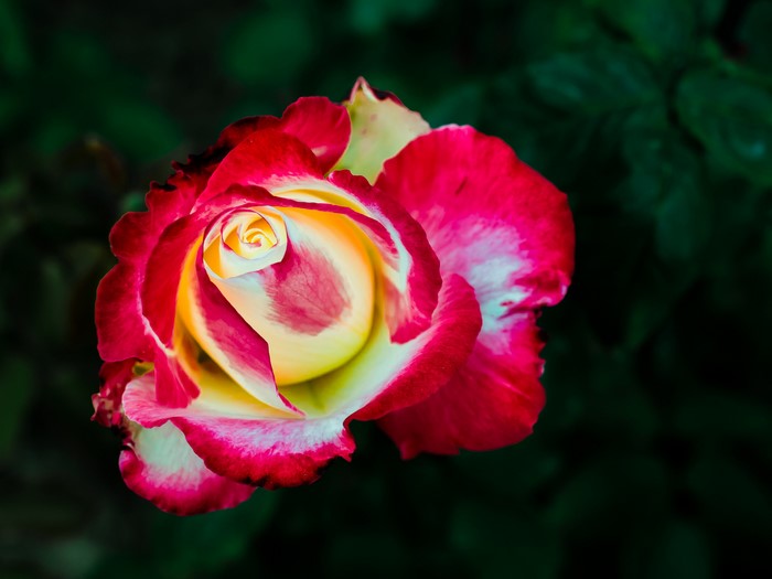 Close-up of a bi-colored rose