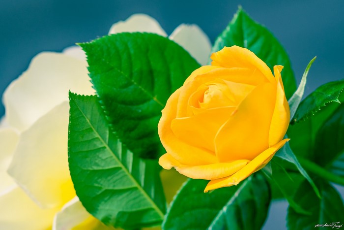 Yellow rose with white rose and green leaves