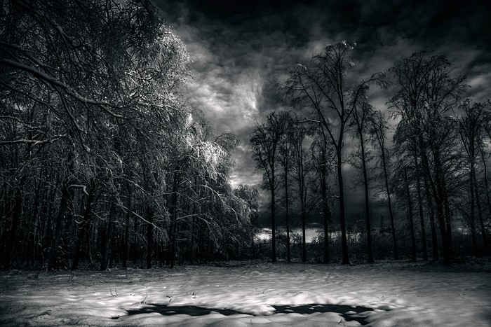 Snowy forest with bare trees and dark sky