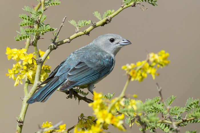 Blue bird perched on a thorny branch with yellow flowers