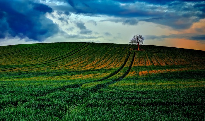 Lone tree on a rolling green field under a dramatic sky