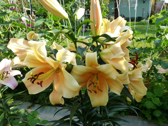 Yellow Lilies in a Garden